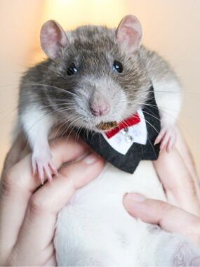 Shop Small, Save Small Animals